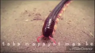 bayod bayod