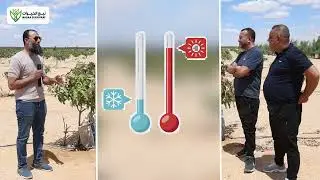 انبهارالمستثمرين الجزائرين بي اكبر مزرعه مانجوفي مصر ومعلومات هامه عن كيفيه انشاءمزرعه نموذجيه 🇩🇿 🇪🇬
