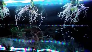 Testing out new pozzani aquarium nitrate remover