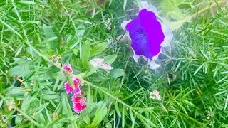 Difference between sepals,petals and tepals