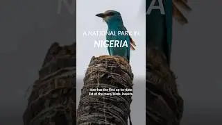 Birds, insects, plants, & more in Hadejia Wetlands National Park