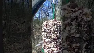 Tufted Titmouse on the nut log. Funny name, cool bird!