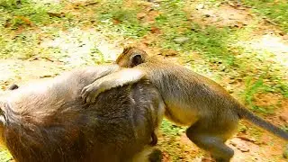 DyDy fighting Tima To Steal Timo, But Mommy protect Baby