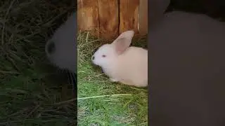 Super Rabbit 🐇🐇🐇           🐇#rabbit 🐇#tiktok 🐇#shorts