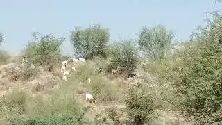goat and goats and sheep very fast eating in grass