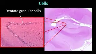 Topographic Histology of the Central Nervous System 2025