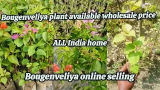 🛑 BOUGENVELIYA 🔥  PLEASE ONLINE SALE BEAUTIFUL FLOWERS 😮 THAILAND VARIETY AVAILABLE ALL INDIA HOME 