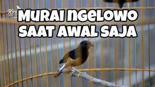 Cara mengatasi murai batu ngelowo di awal saat di gantang 