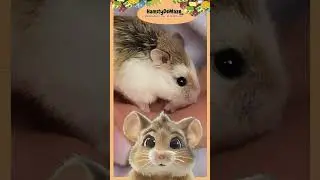 🐹@HamstyDeMaze🐹 10 FACTS about HAMSTERS 🐹Fun Facts for Kids! 🌈