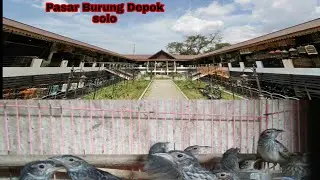 BERBURU BRANJANGAN BAHAN DI PASAR BURUNG DEPOK SOLO