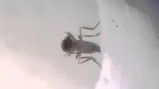 Biting Midge Antennae Grooming Behavior (normal plus slow speed)