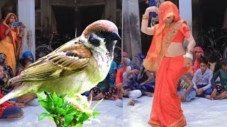 नई दुल्हन ससुराल में किया चिड़िया डांस//फर फर फर फर उड़ी चिरैया #न्यू देहाती नाच गीत