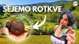 Посев ОЗИМАЯ РЕДИС - Огород для редиски