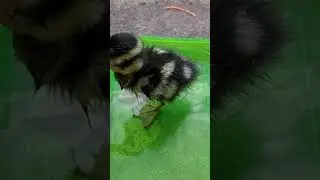 Duckling first bath 😍