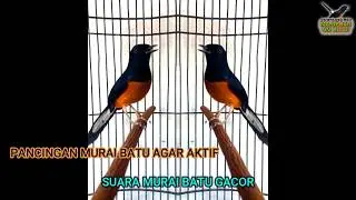murai batu gacor buat PANCINGAN murai batu yang mager menjadi aktif
