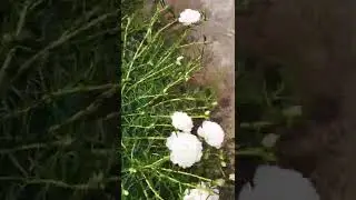 Which is known as 9 o'clock plant?9 bajiya Phool|9' o clock Paudha|9'o clock Flower Plant|Mose Rose