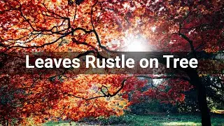 Leaves Rustle on Tree &bull; Weather &bull; Sounds Effects (No Copyright Sounds)