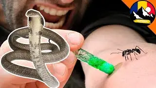 Explorăm insecte periculoase și animale sălbatice în acest număr! Fauna sălbatică