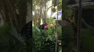 Cassowary mating season
