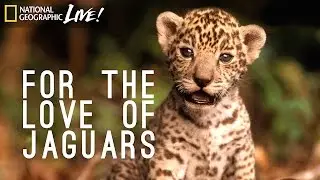 For the Love of Jaguars | Nat Geo Live