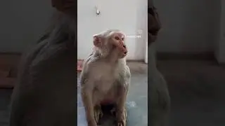 ab krega uu uu 😂 || Oye Ashishhh|| #shorts #ytshorts #monkey #bandar #oyeashish #funny #comedy