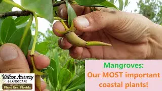 Mangroves: Our MOST important coastal plants!