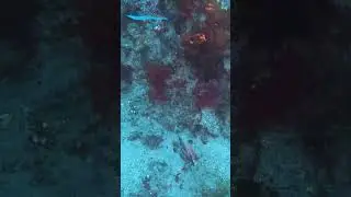 Meet the Red-Lipped Batfish