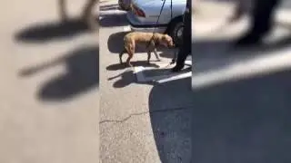 RAW VIDEO: Police rescue pit bull from hot car in Florida