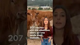 207 vaches abattues : la col&egrave;re des agriculteurs