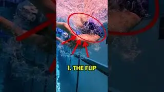 The Anatomy of the Flip Turn 🔁
