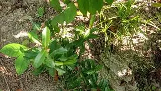 Why Leaves Change Shape in Different Seasons
