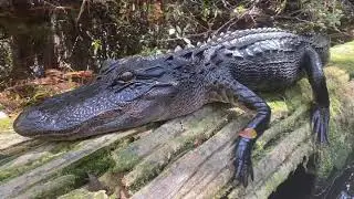American Alligator closeup in the Okefenokee Swamp, Georgia