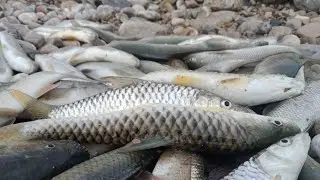 Hunting of masher fish in Harnai city of Balochistan Pakistan