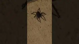 Spider 🕷 #spider #bugs