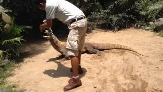 Komodo dragon eating rabbit