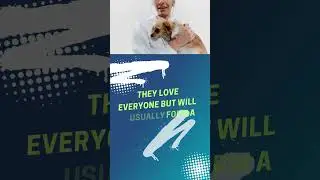 Chihuahua101: Tips and Tricks for Chihuahua Owners