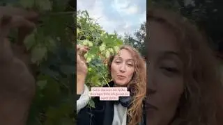 Hopfen #Frauenpflanze #Wechseljahre Kr&auml;uter f&uuml;r die #Perimenopause #hopfen