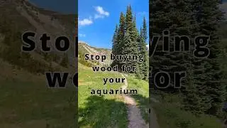 STOP buying wood for your aquarium! 🌲🪵🐟 #shorts #aquarium #fishtank #aquascape
