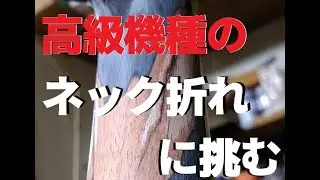 【再UP】激安で入手したネック折れPRSの 修理　【BGM差替版】