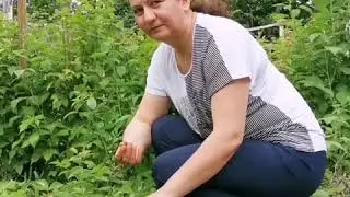 Подписка 2020