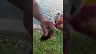 Mountain Dew fish
