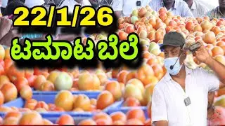 Today's tomato rate in cmr market kolar 