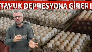 TAVUKLAR O OLMAZSA YUMURTLAMIYOR : KALSİYUM ! #köyhayatı #hayvancılık #para