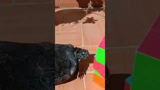 TURTLE 🐢, want a Gummy Bear? ♻ REMIX #Shorts #rubikscube #slider #comandonatura