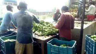 Kela chamber Gonda Salman Ac kela supplier