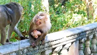 Scary Mother Monkey, Rozy Showing Her Scariness When Two Big Female Comes Across