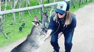 Where to pet kangaroos near Melbourne