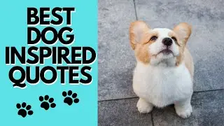 Best Dog Inspired Quotes - Motivational and Inspirational Thoughts