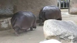 Hippopotamus Hippos LA Zoo Los Angeles California USA March 11, 2021 Animals Winter Zoos