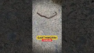 EARTHWORM On Road 😟 (#TheRealSS) (#Shorts)